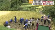 内子“泉谷の棚田”に広がる黄金　小学生が植えて育った米を稲刈り「昔のしんどさを令和で体験」【愛媛】