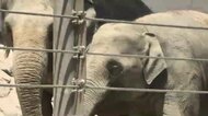 福岡市動物園でアジアゾウ来園2周年イベント　大好物に圧巻の食べっぷり　2頭の体重は2年間で1トン以上増　9月12日まで土曜日限定で閉園時間を午後9時まで延長へ