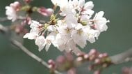 「4月上旬並みの暖かさ」富山市松川べりで桜咲き始め 週末も青空”開花宣言”を後押し