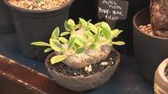 育てられない観葉植物　専門店で買い取るリサイクルが人気　小さく・個性豊かに“生まれ変わらせ”購入しやすい工夫も