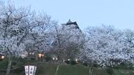 ＜中継＞満開のサクラが白い“霞”のよう…浮かぶ天守「丸岡城」　ゆるキャラ「坂井ほや丸」やこの週末限定スイーツも登場　福井