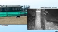 「ぱっと見たらクマが歩いてくるからさ」全国各地で相次ぐクマ被害　「エサ探しと繁殖期が重なる」“夏クマ”の危険性