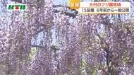  15品種の「フジの花」見事　大村市の造園業者が6年前から一般公開　5月6日まで