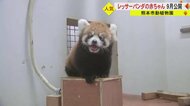 「笹をハムハム」レッサーパンダの赤ちゃん・杏香が報道初公開　ヨチヨチ歩きでやんちゃな子