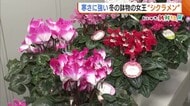 寒さに強い鉢花の女王“シクラメン” 市場に様々な品種並ぶ「選ぶ楽しみ感じてもらえたら」新潟