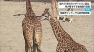 マサイキリンの赤ちゃん誕生から5カ月　希少動物の種の保存にかける動物園の役割