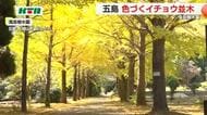五島列島も晩秋の装い…イチョウ並木が黄色く色づき 樹木園には散策を楽しむ人の姿