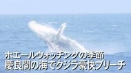 遭遇率は9割超！クジラの帰る「ケラマブルー」の海　居心地の良い場所作りがカギ【沖縄発】