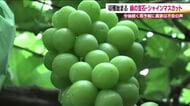 シャインマスカットの収穫始まる　粒が大きく出来は上々　収穫期は雨が大敵　雨予報に農家は対策　福島