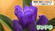 県内唯一の産地・智頭町で「リンドウ」初出荷　8月上旬まで京阪神中心に出荷続く（鳥取）