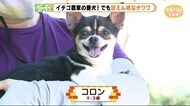 イチゴ農家の番犬!でも甘えん坊なチワワ【どうぶつのカンパネラ】静岡・富士宮市