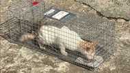 Islanders Put A Stop to Feline Population Growth on “Cat Island”