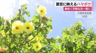 青空バックに黄色の花 川辺彩るハマボウ 静岡・下田市