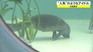 ムシャムシャ食べる姿にメロメロ! 仔マナティー登場