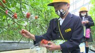 かわいい“ミニトマト”を小学生が収穫…「食と農業のつながり」を学ぶ体験 【香川・さぬき市】