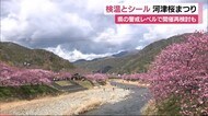 河津桜まつり開催へ検温とシールでチェック 静岡県の警戒レベル引き上げで開催再検討も