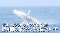 遭遇率は9割超！クジラの帰る「ケラマブルー」の海　居心地の良い場所作りがカギ【沖縄発】