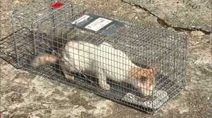 Islanders Put A Stop to Feline Population Growth on “Cat Island”