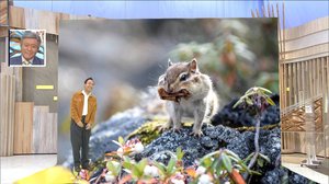 「これ以上入りませ~ん」口いっぱいに頬張る“エゾシマリス”が冬支度!冬眠の順番が性別や若さで違う!?
