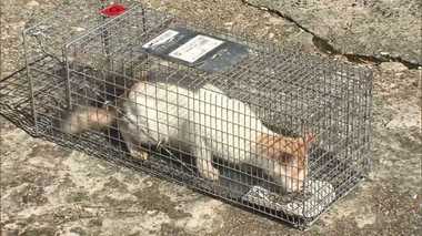 Islanders Put A Stop to Feline Population Growth on “Cat Island”