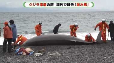 クジラを救える道はないのか? 静岡県に5頭連続漂着のナゾを専門家に聞いてみた