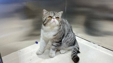 「猫ちゃんは死んでしまった」飼い主のコロナ感染で猫3匹殺処分 中国の“ゼロコロナ”政策に例外なし