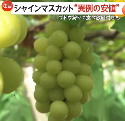 スーパー価格「645円」も…シャインマスカットが“異例の安値”　生産量の増加も影響　観光農園では2200円で1時間食べ放題