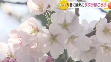 “早咲きスポット”でサクラほころぶ　ソメイヨシノなど1000本が植えられた福井市の通称さくら通り　高気圧に覆われ青空広がる