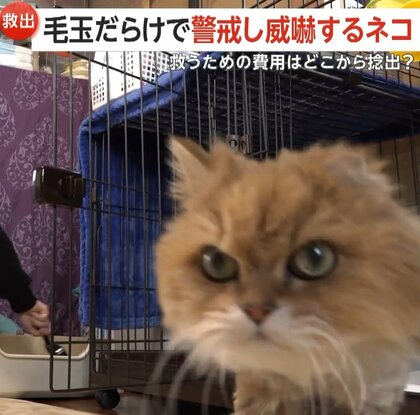 「表情柔らかくなった」毛玉だらけ・糞尿まみれで保護されたネコ…献身的なボランティアの世話で穏やかに　治療費は「ふるさと納税」の寄付金から　長野市