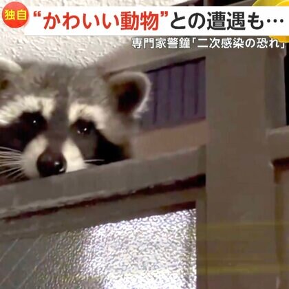 【独自】沖縄で天然記念物ジュゴンと遭遇！ダイビング歴20年の撮影者感動…「会えないと思っていた」　大阪の住宅ではアライグマ出現も専門家は触わらないよう注意喚起