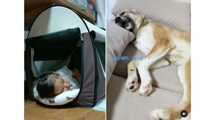 「寝る場所、逆！逆！！」4歳娘はケージで飼い犬はソファで爆睡…いつものこと？“ふたり”の関係性を母親に聞いた