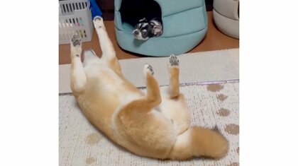 合成じゃないの!?微動だにしない柴犬の“へそ天”が可愛い…どのくらい“固まって”いたのか飼い主に聞いた