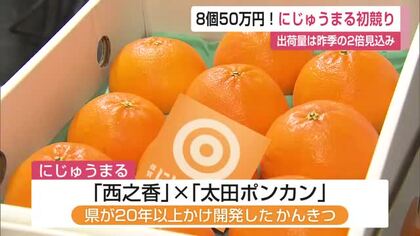 8個入り1箱50万円で落札！佐賀のブランドかんきつ「にじゅうまる」初競り【佐賀県】