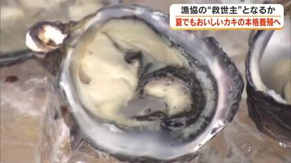 濃厚な味わい…夏にも楽しめる「３倍体カキ」岡山市の漁協が養殖本格化　年間１０万個生産目指す【岡山】
