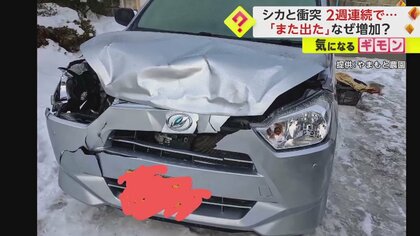「また出た」2週連続でシカと激突、車大破で鹿は無事…1週間前も同じ場所　全国各地でシカ急増、その原因は？　長野・上田市