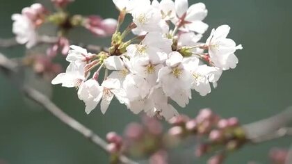 「4月上旬並みの暖かさ」富山市松川べりで桜咲き始め 週末も青空”開花宣言”を後押し