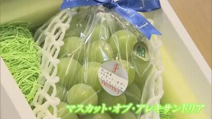 果物の女王…岡山特産のブドウ「マスカット・オブ・アレキサンドリア」岡山市のデパートに初入荷【岡山】