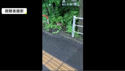 イノシシの子ども「ウリ坊」を目撃  愛らしい姿だけど…近づかないよう注意呼びかけ【宮城発】