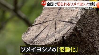 【なぜ】「樹齢60〜70年そろそろ寿命」ソメイヨシノ全国各地で剪定伐採　「“サクラ切るバカ”必要」老齢化で倒木事故…開催中止の桜まつりも
