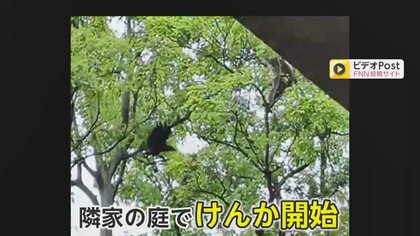 【独自】隣家の庭でサルvsカラス合戦 原因はエサ？ 木の上のサルをカラスが威嚇…住民がカラスを応援した理由とは？