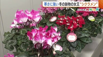 寒さに強い鉢花の女王“シクラメン” 市場に様々な品種並ぶ「選ぶ楽しみ感じてもらえたら」新潟