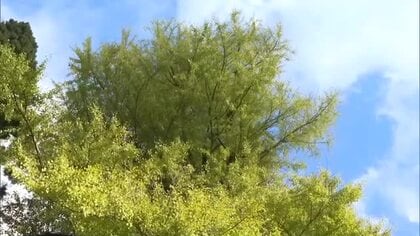 推定樹齢９００年…奈義町の菩提寺で高さ約４０メートルの大イチョウ色付き始める【岡山】