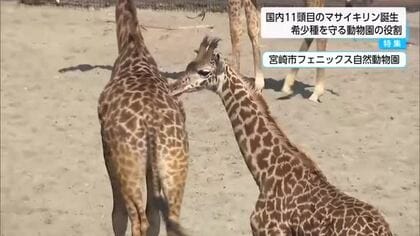 マサイキリンの赤ちゃん誕生から5カ月　希少動物の種の保存にかける動物園の役割