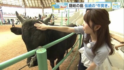 日本最古の闘牛”とも言われる「隠岐の牛突き」 体重約600キロが激突