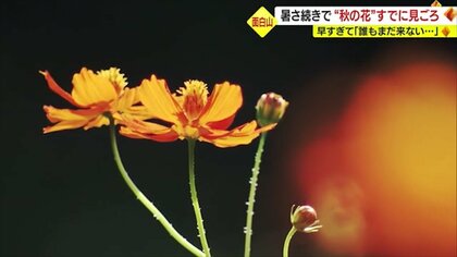 観光協会もびっくり 猛暑日続きで早咲きのコスモスがほぼ満開…例年は9月が見ごろ・早すぎてほとんど人来ず　面白山高原コスモスベルグ【山形発】