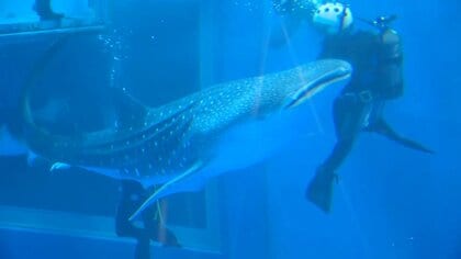 巨大なジンベエザメを専用水槽ごと吊り上げ天井から搬入…能登地震で被災「のとじま水族館」9カ月ぶりにジンベエザメの展示再開