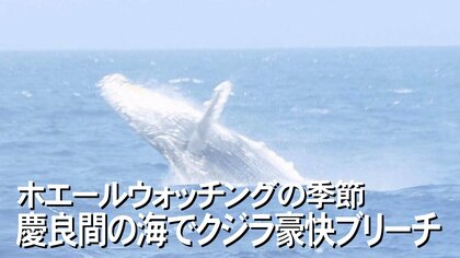 遭遇率は9割超！クジラの帰る「ケラマブルー」の海　居心地の良い場所作りがカギ【沖縄発】