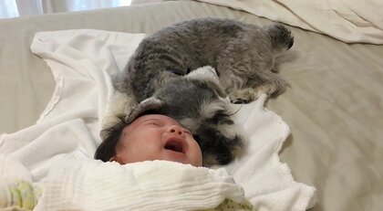 「耳でペシペシ」泣いている赤ちゃんを耳だけで器用にあやす犬が話題…関係性を飼い主に聞いた