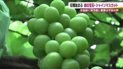 シャインマスカットの収穫始まる　粒が大きく出来は上々　収穫期は雨が大敵　雨予報に農家は対策　福島