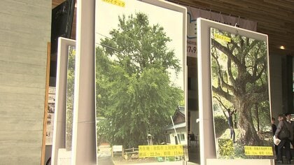 【稀少レア１点物】巨木★巨大樹木★自然派ナチュラル系、生け花【展示品★送料別】 第42回全国都市緑化ぎふフェアに参加 | 2027年国際園芸博覧会 公式
